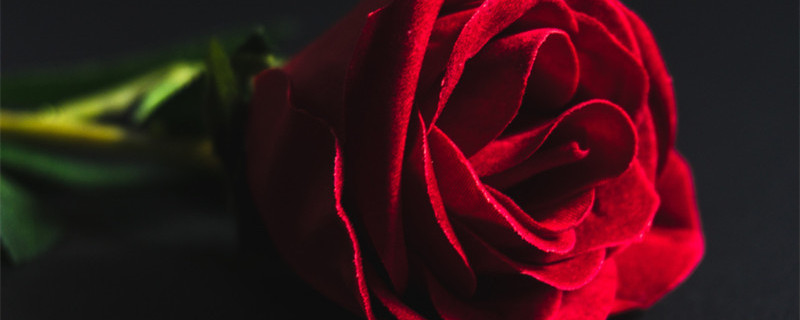 黑色玫瑰花语 黑色玫瑰花语象征与寓意