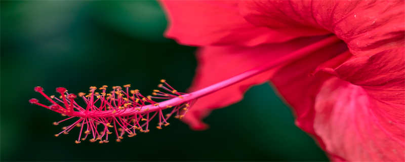 扶桑花花语 扶桑花在泰国的寓意