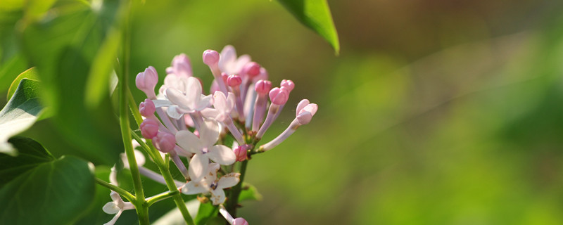 紫丁香花语（紫丁香花语蕴含的哲理）