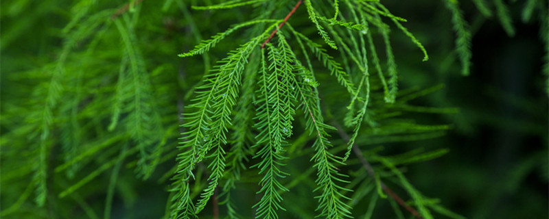 卷柏是什么植物 卷柏是什么植物类群