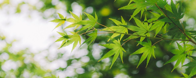 植物组织培养的过程 植物组织培养的过程图