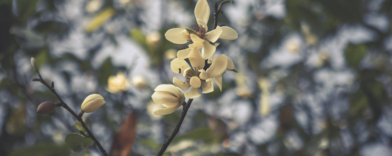 含笑花怎么养 含笑花怎么养才长得好