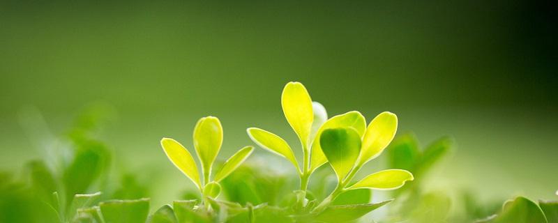 沙枣花的花语和寓意（枣花的花语是什么）