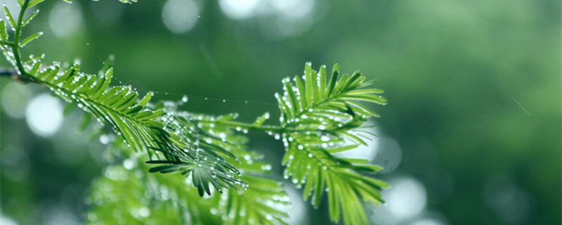 卷柏是蕨类植物还是裸子植物（卷柏是蕨类吗）