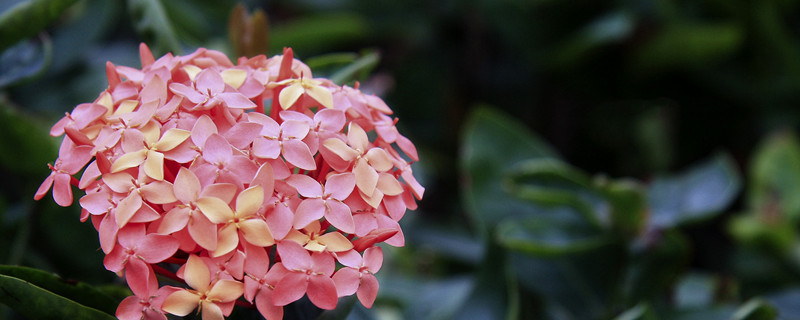 仙丹花浇水方法（仙丹花开花后怎么处理）