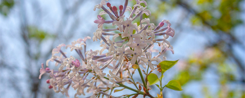 紫丁香花花语（紫丁香花花语是什么意思）