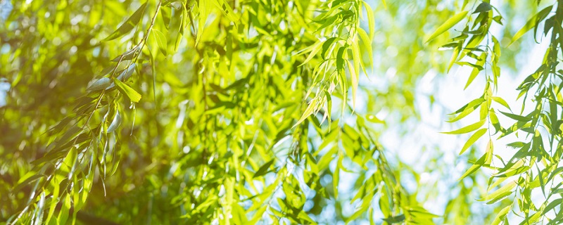 裸子植物和被子植物主要区别（裸子植物和被子植物主要区别在哪里）