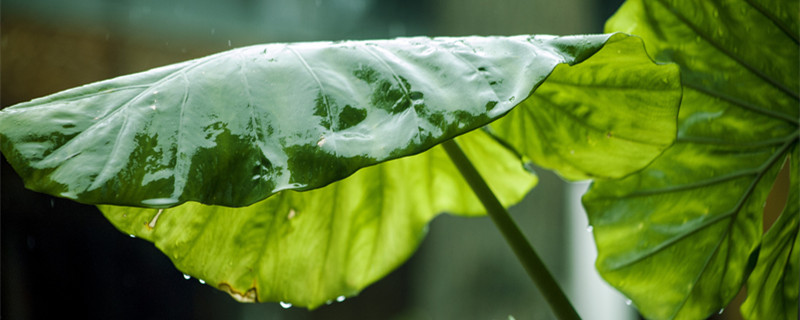 双线竹芋的养殖方法（双线竹芋的养殖方法叶子干枯）