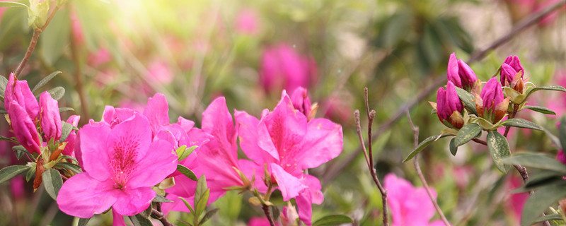 杜鹃花叶子干枯一碰就掉还能活吗（杜鹃花干枯掉叶怎么回事）