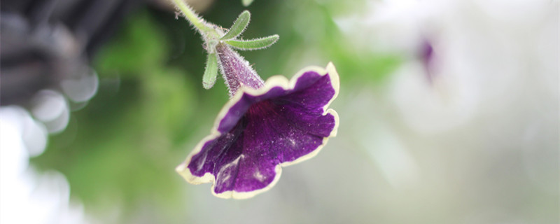 牵牛花是什么颜色（夏天的牵牛花是什么颜色）