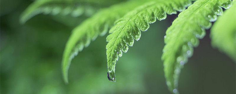 含羞草的养殖方法（含羞草的养殖方法和特点）