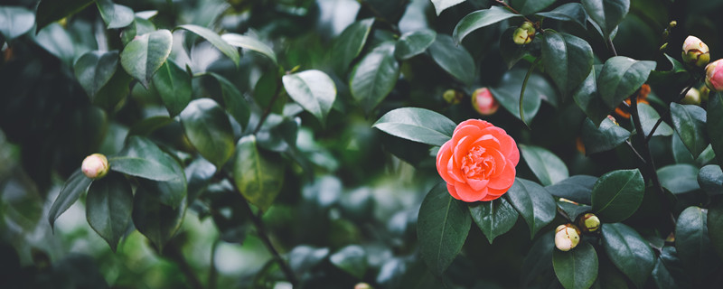 茶花掉叶子的补救方法 四季杜鹃茶花掉叶子的补救方法