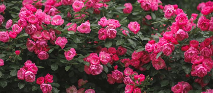 粉色达芬奇一年开几次花 红色达芬奇一年开几次花