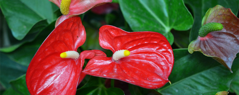 花烛怎么养才能开花（花烛怎样养）