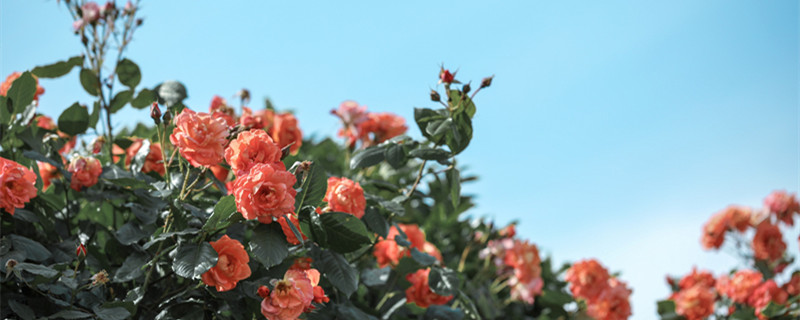 月季花浇水怎么浇（盆栽月季花浇水的方法）