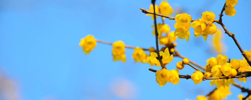 南京的市花是什么（南京的市花是什么?市树是什么?）