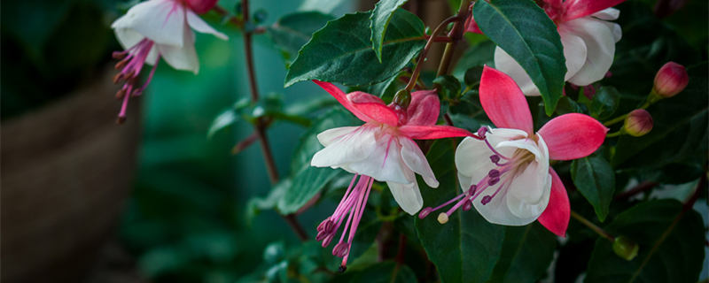 龙吐珠花有毒吗 龙吐珠花有毒吗风水怎么样