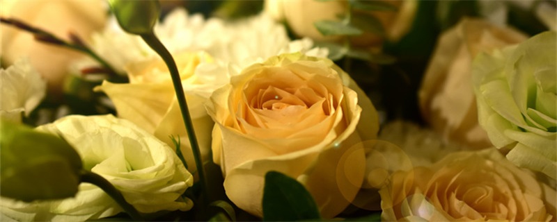 25朵玫瑰花语 25朵玫瑰花语 中国鲜花礼品网