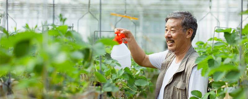 怎么给花浇水（怎么给花浇水才不会黄叶）