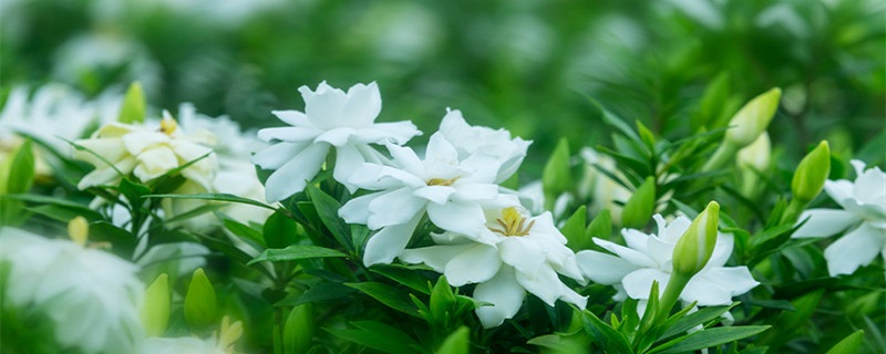 夏天很香的白色花叫什么 夏天很香的白色花叫什么,可以炒起来吃的