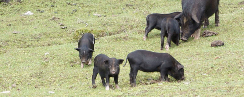 藏香猪养殖条件 藏香猪饲养技术