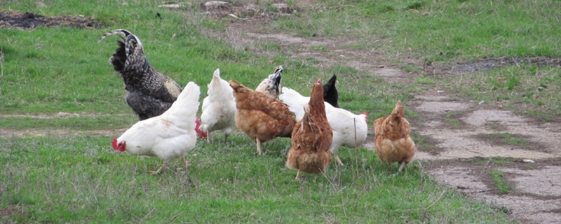 柴鸡苗养殖方法 柴鸡怎么养殖