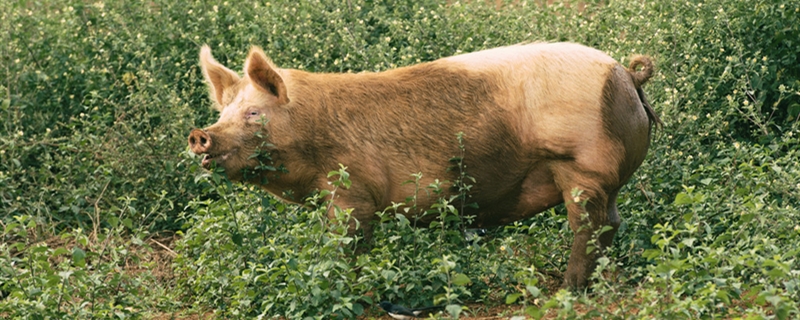 杜洛克猪的养殖方法 杜洛克公猪怎么饲养