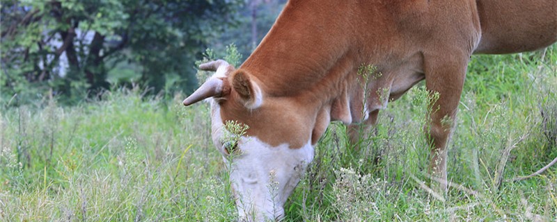 牛的尾巴有多长 牛的尾巴有多长有多宽