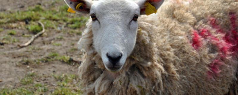 一百斤的毛羊出多少肉 羊毛斤能出多少肉