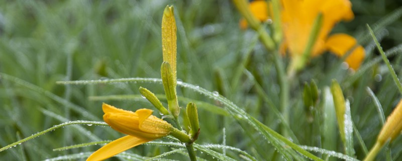 黄花菜种植方法和时间（黄花菜怎么种,黄花菜的种植方法）