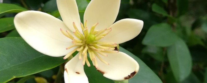 含笑花种植方法和时间（含笑花适合什么时候移栽）