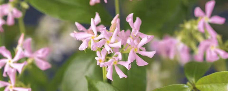 风车茉莉种植方法和时间（风车茉莉怎么种植）