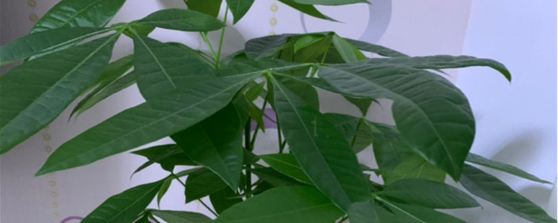 发财树种植方法和时间 发财树种植季节