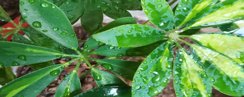 鹅掌柴种植方法和时间 鹅掌柴什么时候移栽好