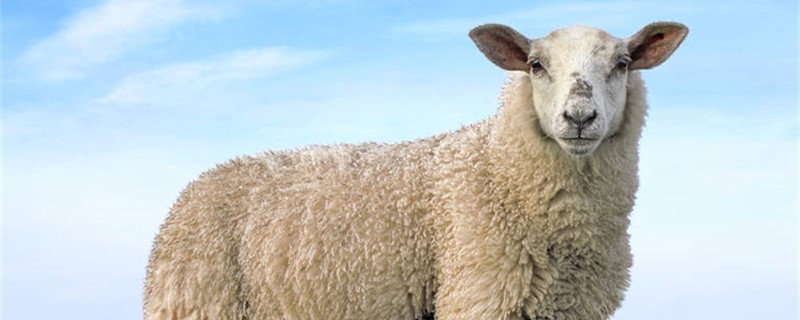 一只羊能出多少斤纯肉 一只成年羊能出多少斤肉