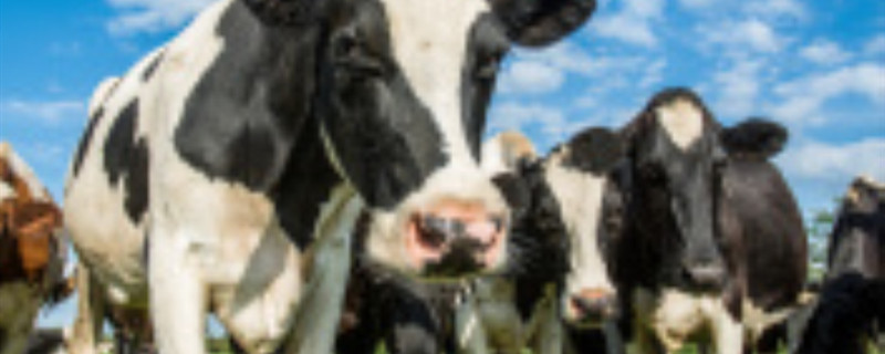 荷兰的乳牛有哪些特点（荷兰乳牛为什么是法国的）