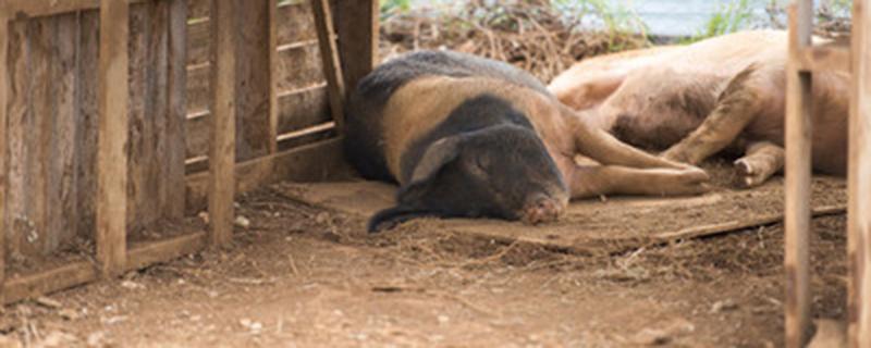 母猪死胎在肚子里多久能化 死胎在母猪肚子里能不能被消化掉