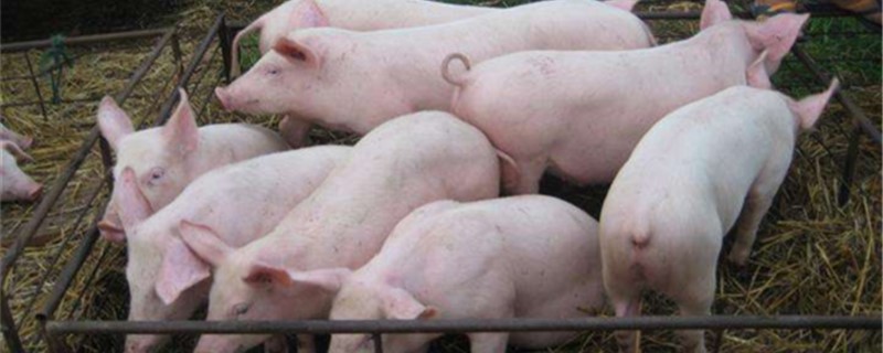提高肉猪出栏率的综合技术措施 如何提高猪出栏率