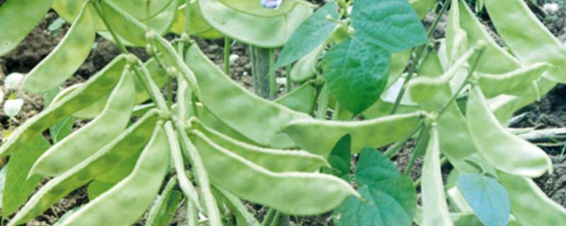 扁豆种子怎么催芽（扁豆种子怎么催芽播种了45天怎么还没出牙呢）