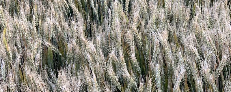 小麦花期能浇水吗 小麦养花的时候能浇水吗