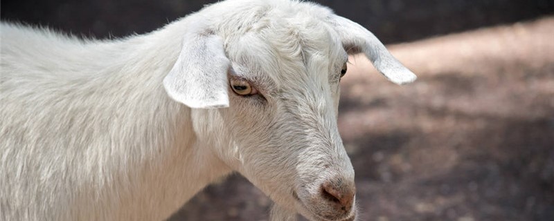 头胎母羊为什么产单羔 羊产单羔在公羊还是在母羊