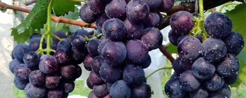 葡萄果实膨大期最需要什么肥料 葡萄幼果膨大期用什么肥料