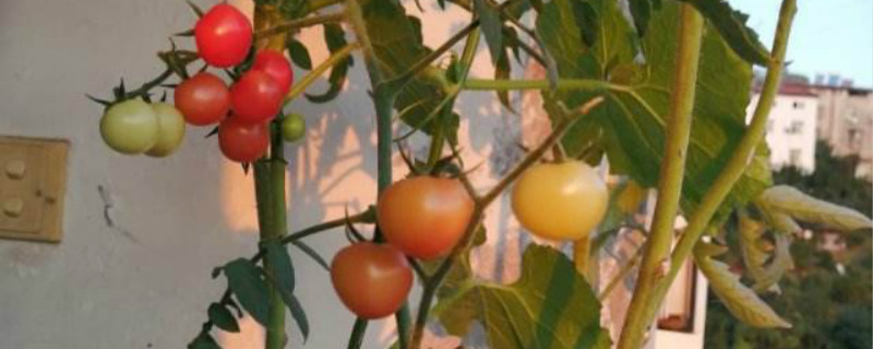 西红柿缓苗水要浇透吗 西红柿缓苗水要浇透吗西红柿移栽多少天就能罐根