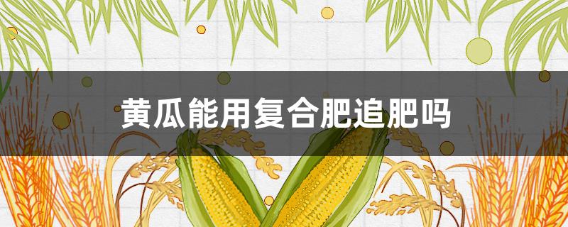 黄瓜能用复合肥追肥吗 黄瓜可以施肥吗