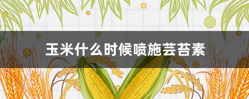 玉米什么时候喷施芸苔素（玉米什么时候喷施芸苔素和磷酸二氢钾）