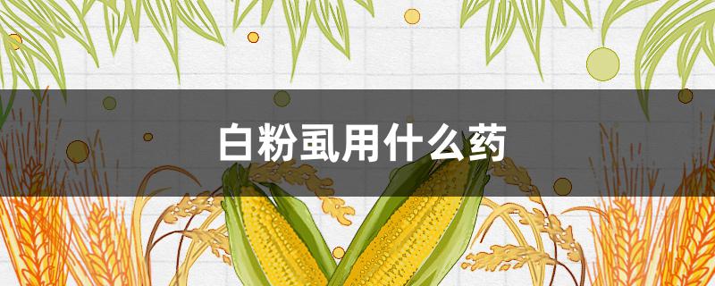 白粉虱用什么药（白粉虱用什么药效果好）