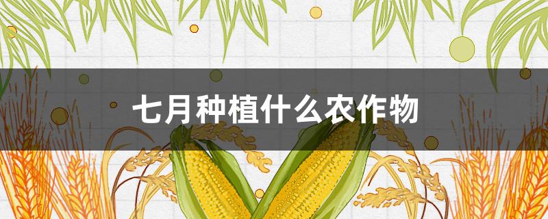 七月种植什么农作物（七月种植什么农作物江南）