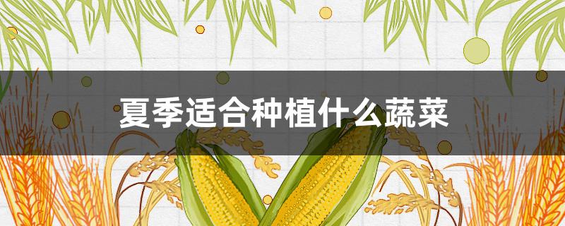 夏季适合种植什么蔬菜 云南夏季适合种植什么蔬菜