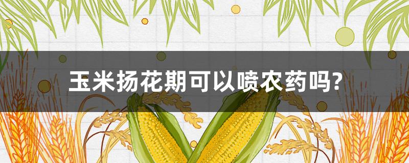 玉米扬花期可以喷农药吗? 玉米扬花期可以打药吗