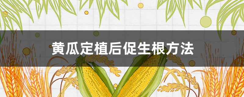 黄瓜定植后促生根方法（黄瓜苗快速生根方法）